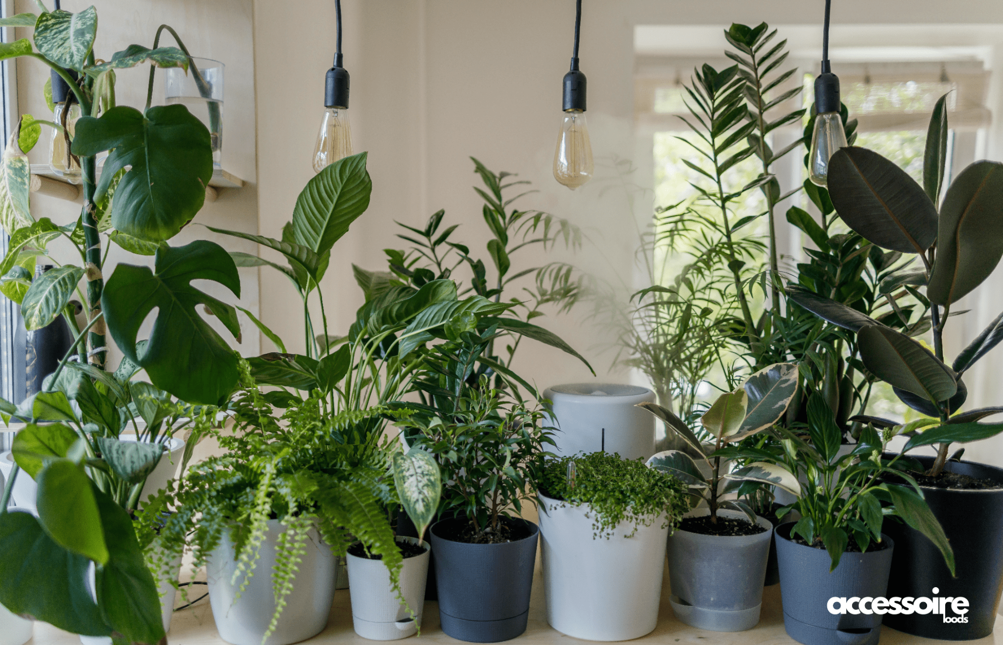 Planten en woonaccessoires: De perfecte combinatie voor een groen en gezellig Interieur - Accessoire Loods