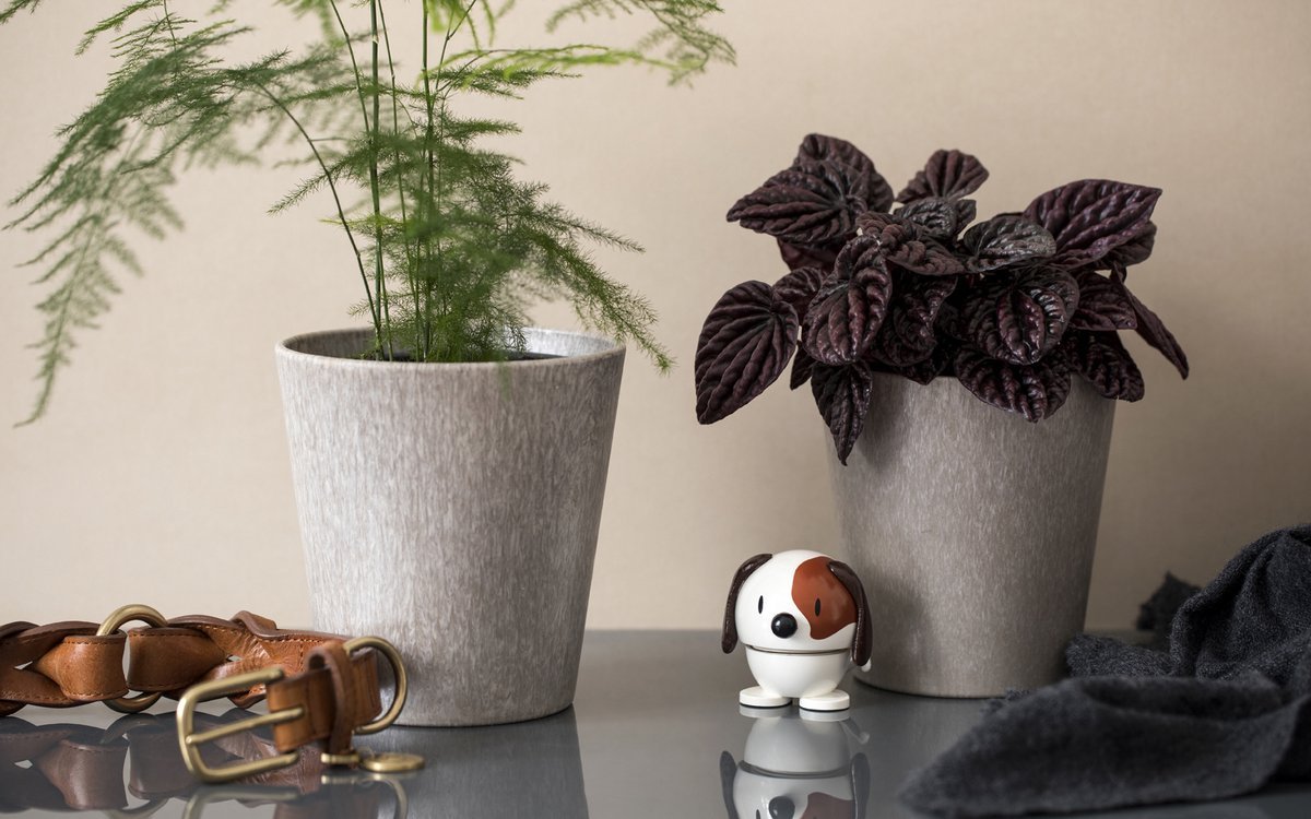 Hoptimist Hond Wit - Hoptimist - Accessoire Loods